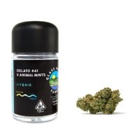 Glass House Farms - Gelato #41 x Animal Mints - 3.5 Grams