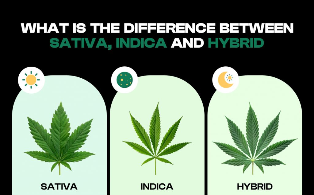 Difference Between Indica, Sativa, And Hybrid - Greenstone