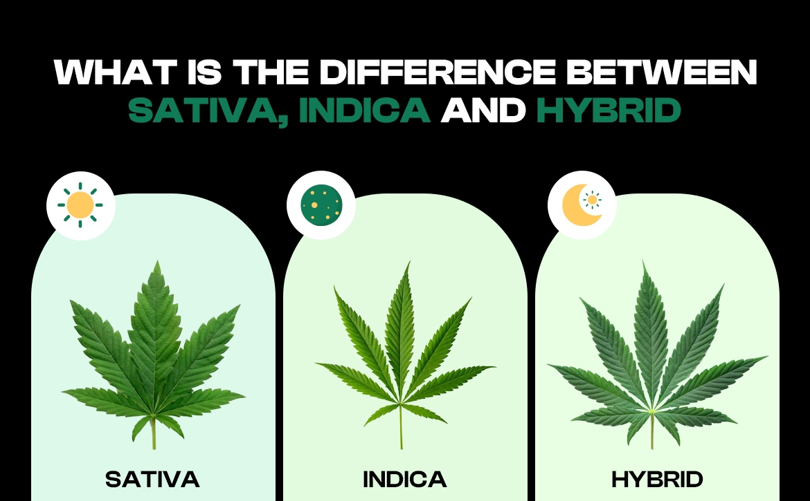 Difference between Indica, Sativa and Hybrid