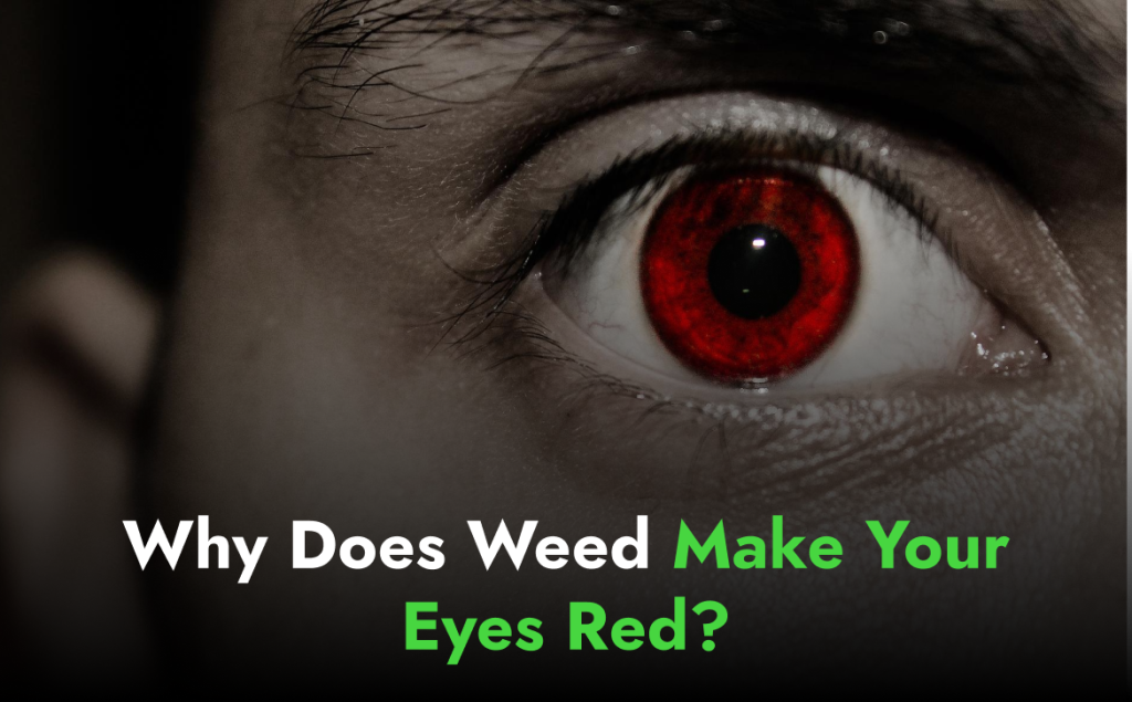 Why Does Weed Make Your Eyes Red and How to Manage It?