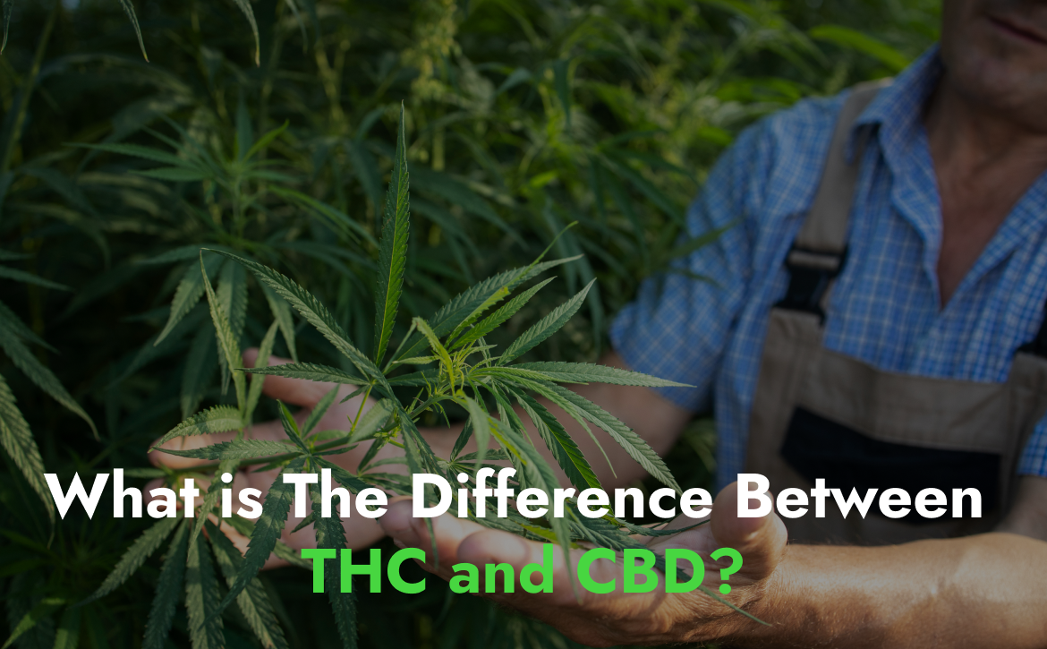 What is The Difference Between THC and CBD