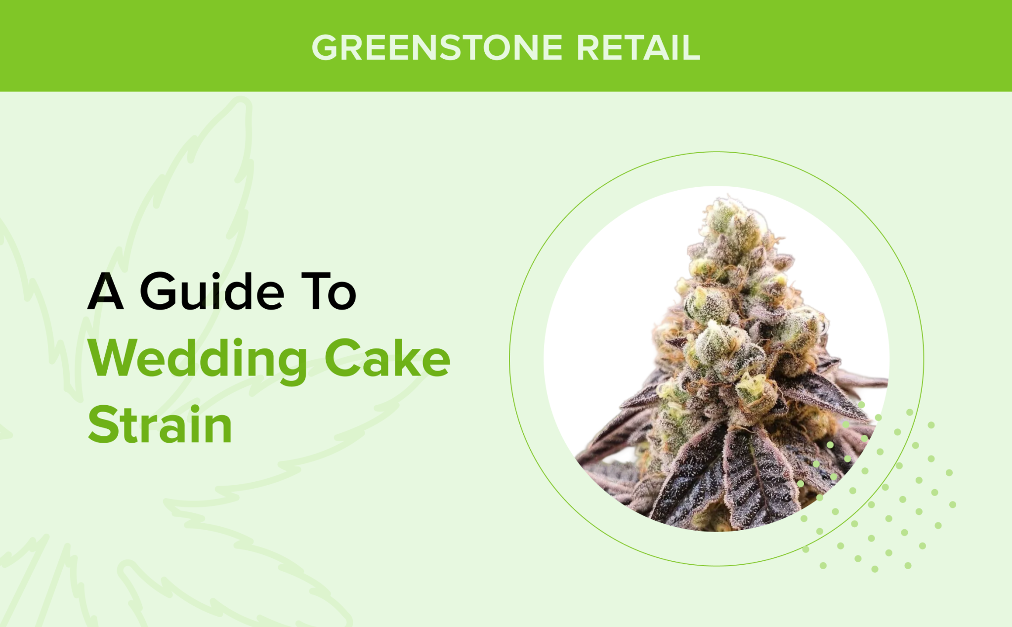 Wedding Cake Strain Guide: Effects, Flavor &amp; Where to Buy