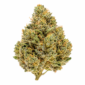 Harlequin strain greentsone